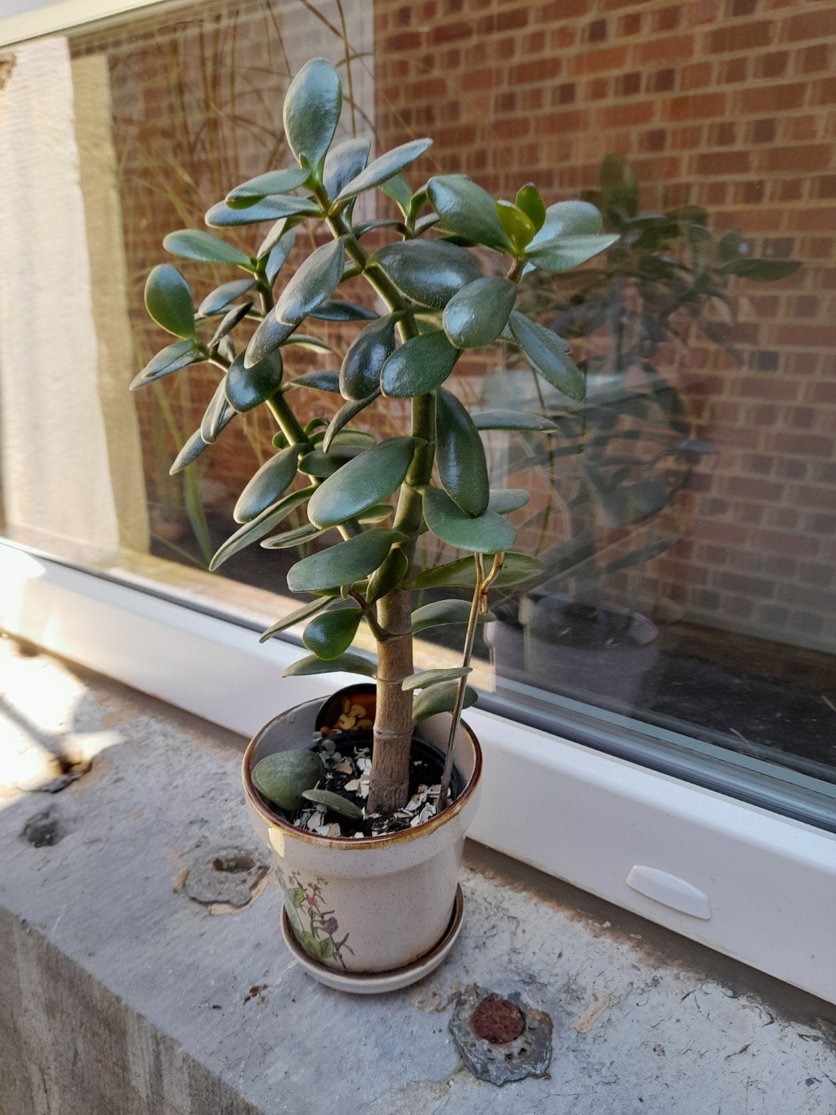 Bel arbre de Jade Porte-bonheur max 40cm avec pot de 10 cm, Enlèvement ou Envoi, Plante succulente, Ombre partielle, Moins de 100 cm
