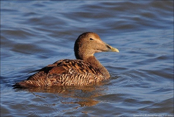 Canards d'ornement, Plusieurs animaux, Canard
