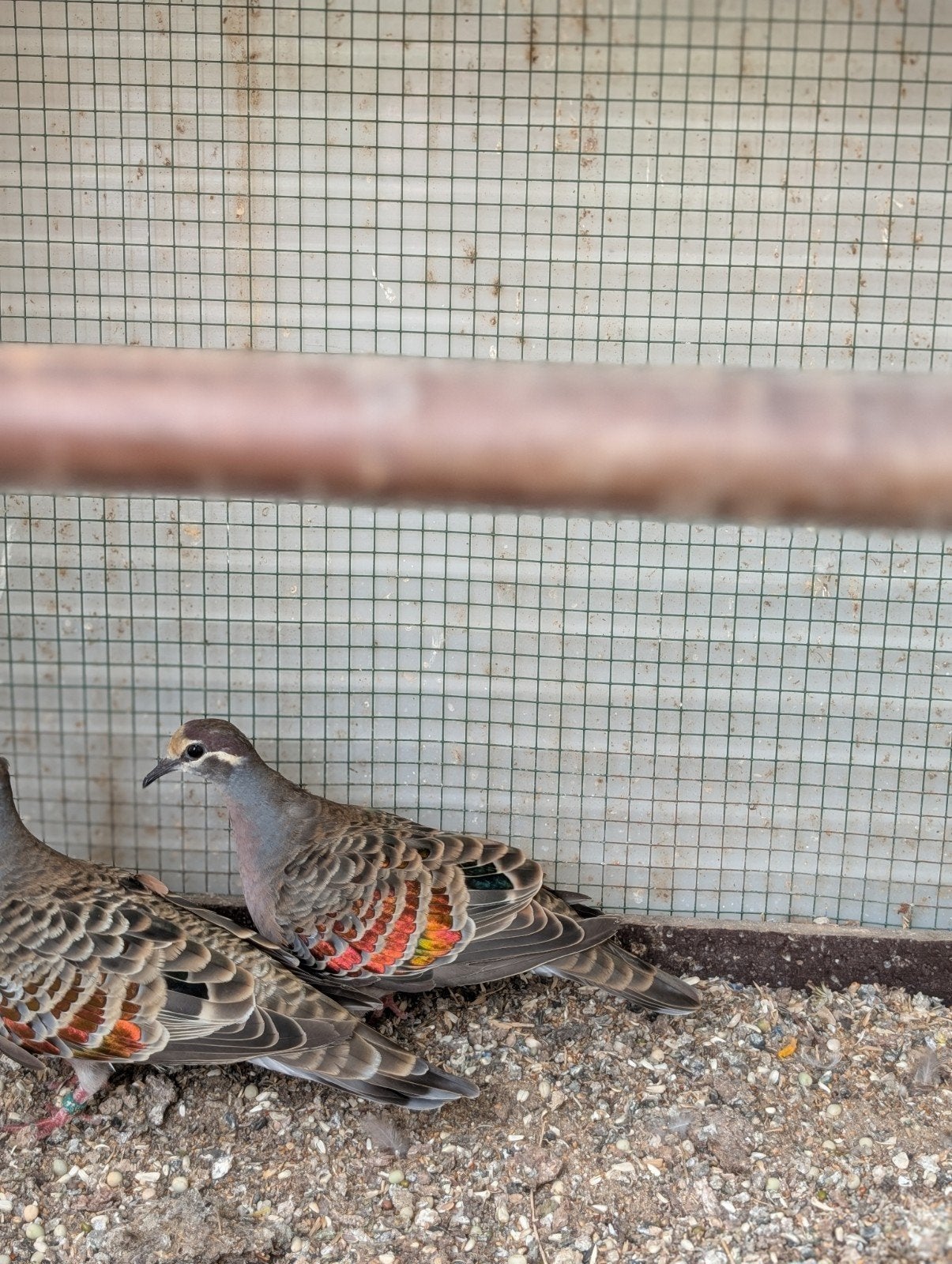 bronsvleugelduif, Dieren en Toebehoren