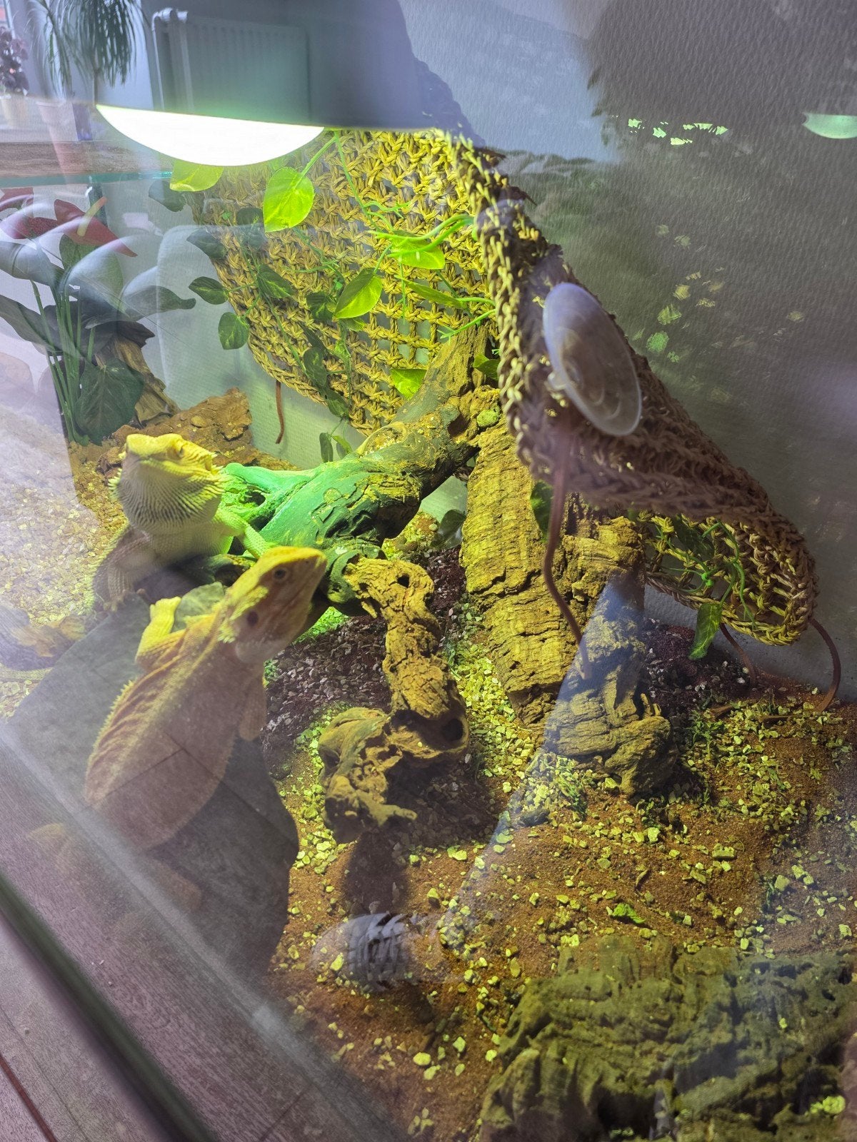 VERKOCHT!!!!! Terrarium met baardagamen, Animaux & Accessoires, Reptiles & Amphibiens
