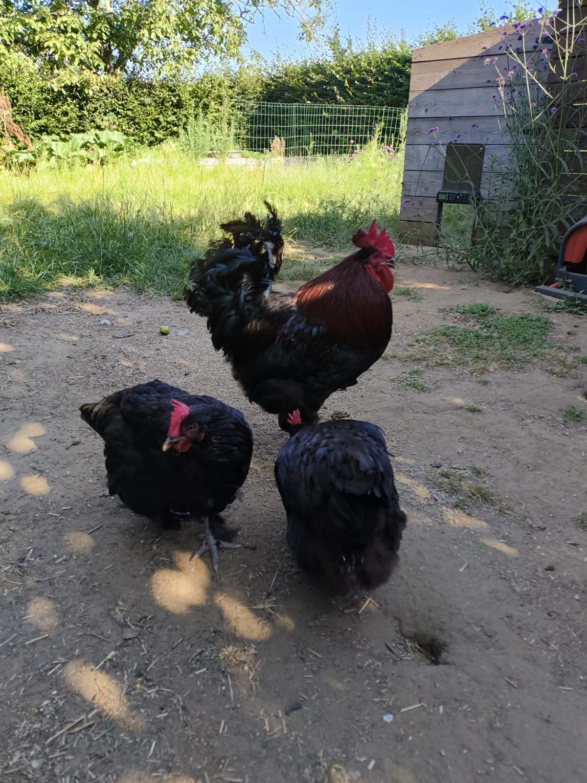 Franse maran 5 kippen en 1 haan, Dieren en Toebehoren, Pluimvee, Meerdere dieren, Kip