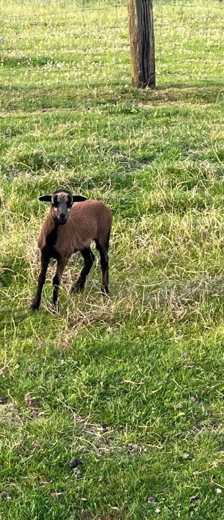 Kameroen schapen jonge ooien / ooien + lammetjes ram/ooi, Dieren en Toebehoren, Vrouwelijk, Schaap, 0 tot 2 jaar