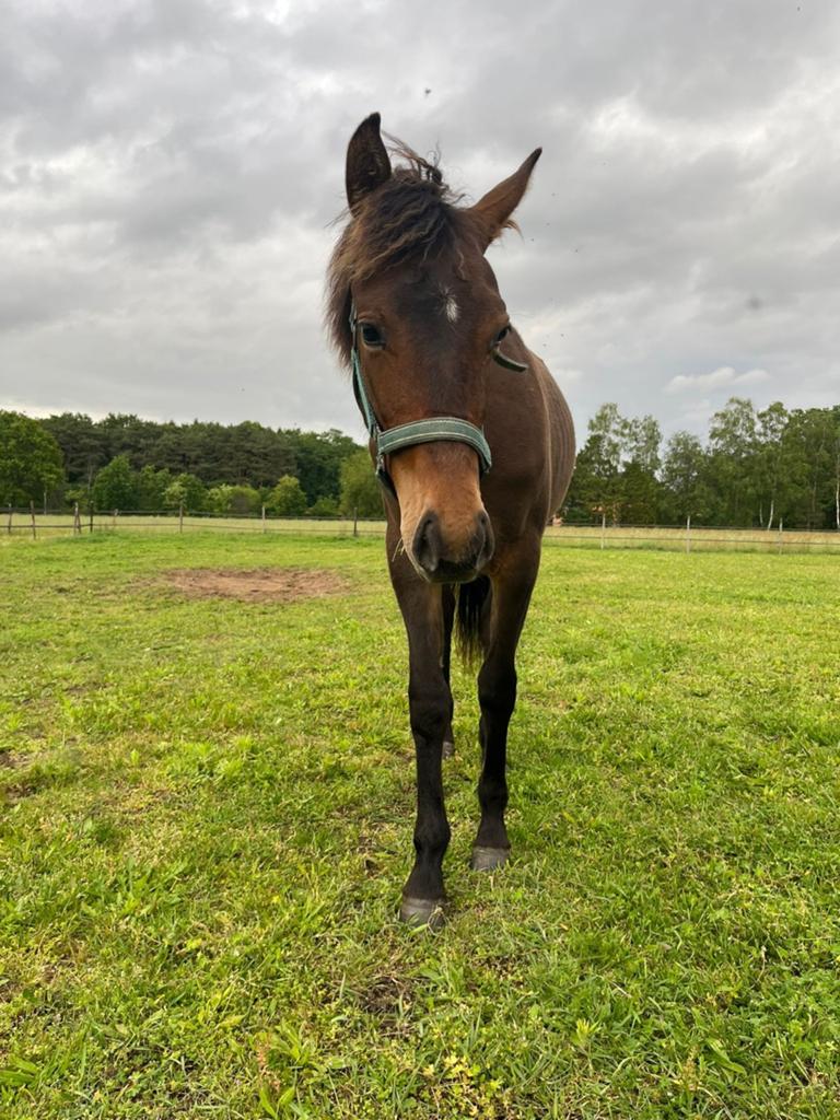 Quarter jaarling merrie, Dieren en Toebehoren, Pony's