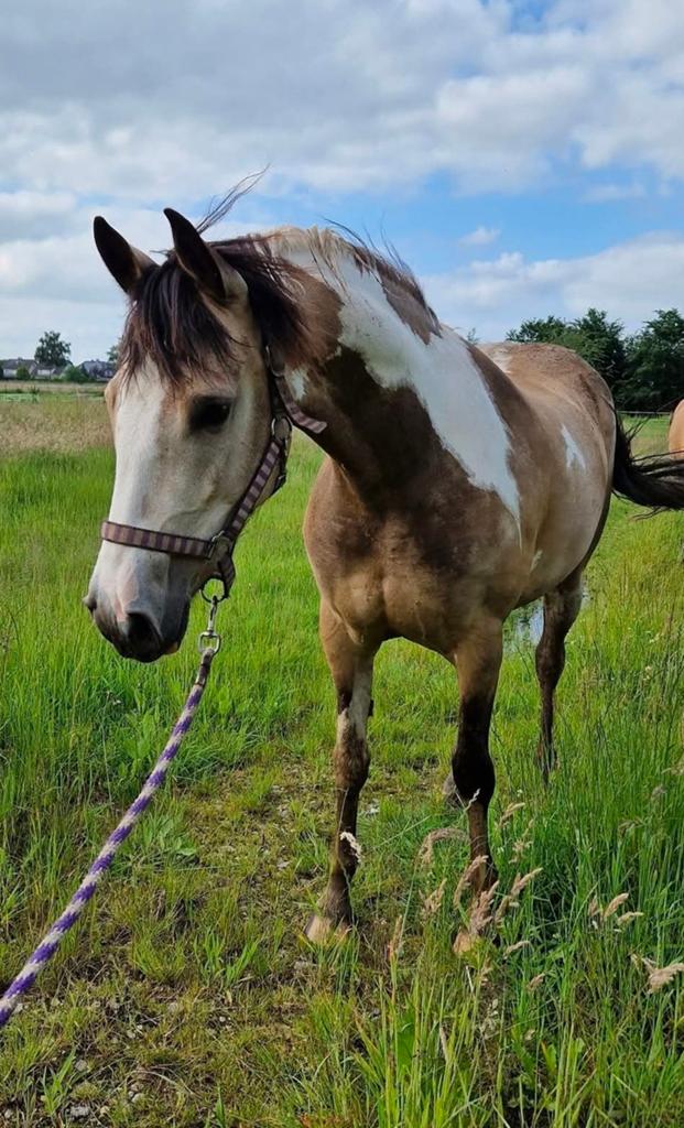 Prachtige D pony Kinderpony Sportpony Springpony merrie valk, Dieren en Toebehoren, Pony's, Merrie, M, Springpony
