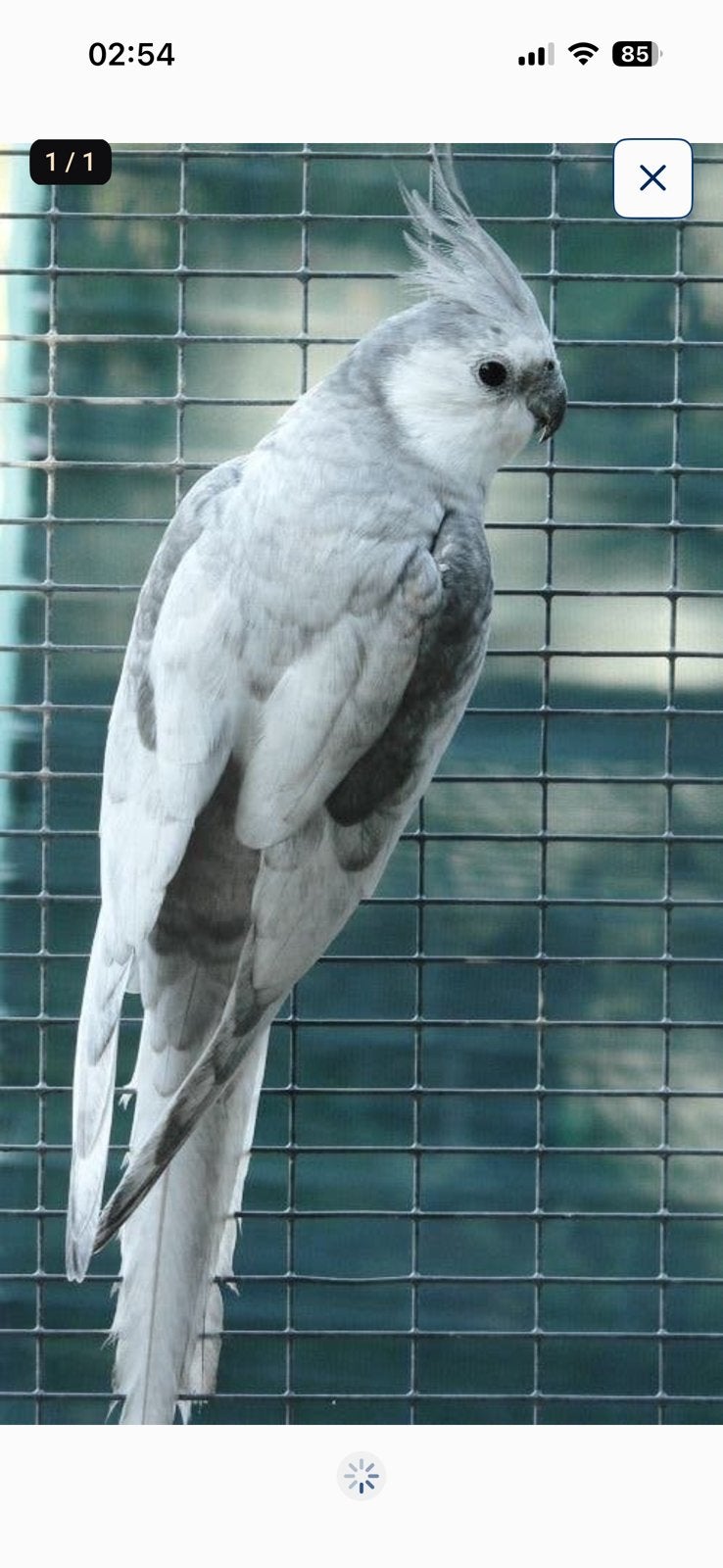 Gezocht wit en geparelde masker valkparkiet, Dieren en Toebehoren, Meerdere dieren, Parkiet