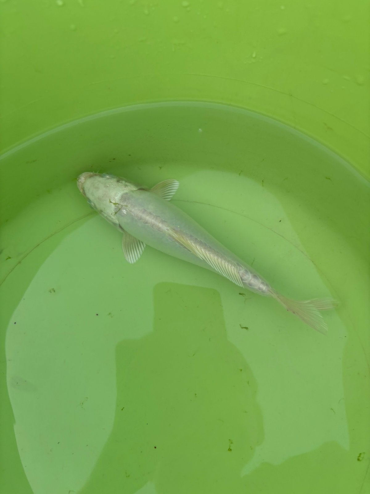 Koi 16-18cm Doitsu Platinum Ogon, Carpe ou Koï