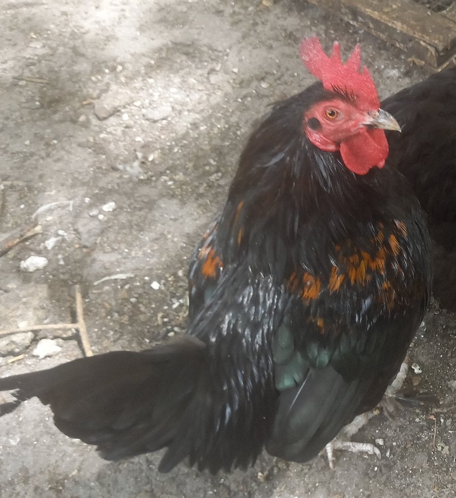 koppel 2 jarige zwarte krielen, Dieren en Toebehoren, Pluimvee, Mannelijk, Kip