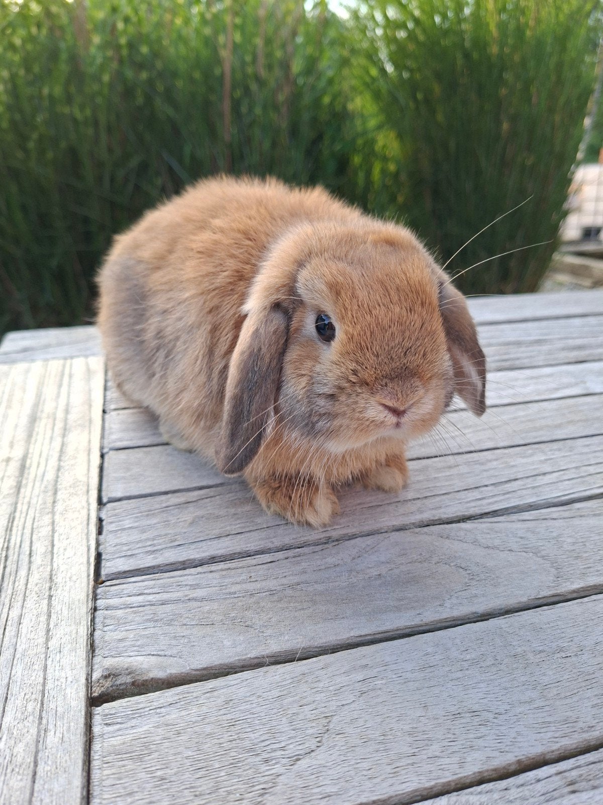 Minilop vrouwtje, Dieren en Toebehoren