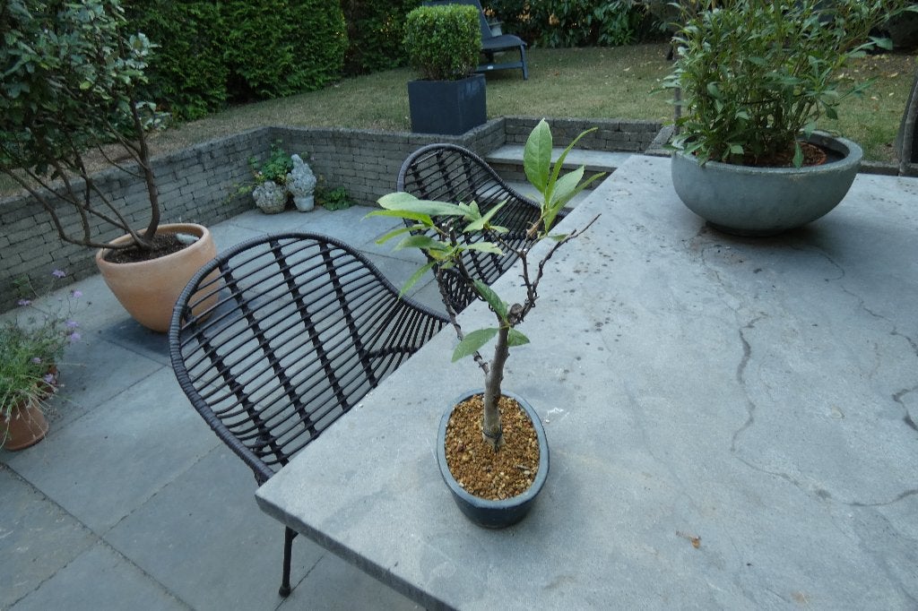 bonsai Magnolia Stellata, Tuin en Terras, Ophalen of Verzenden, Lente, In pot, Halfschaduw