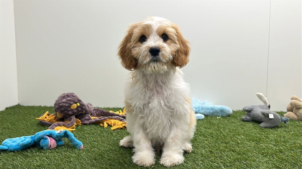 Chiots Cavapoo (F1), Animaux & Accessoires, Chien (mâle), Hépatite contagieuse (maladie de Rubarth), Belgique, Plusieurs
