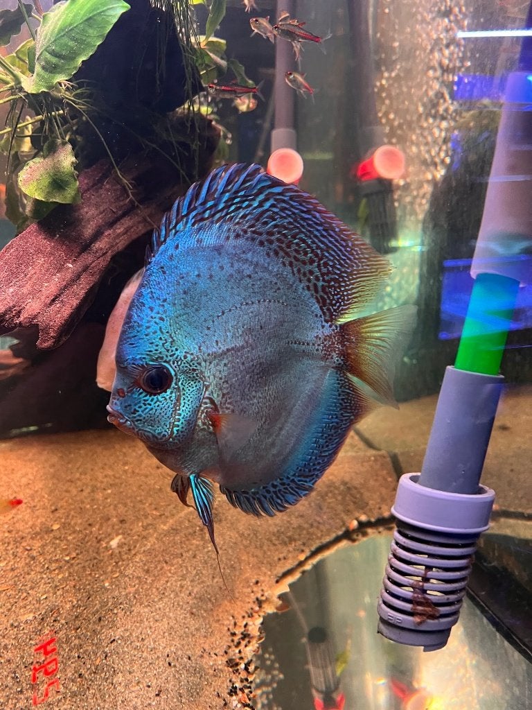 Mooie groep van 6  Discussen uit Maleisië tussen 13 - 19cm, Dieren en Toebehoren, Vissen | Aquariumvissen, Vis, Zoetwatervis, Schoolvis