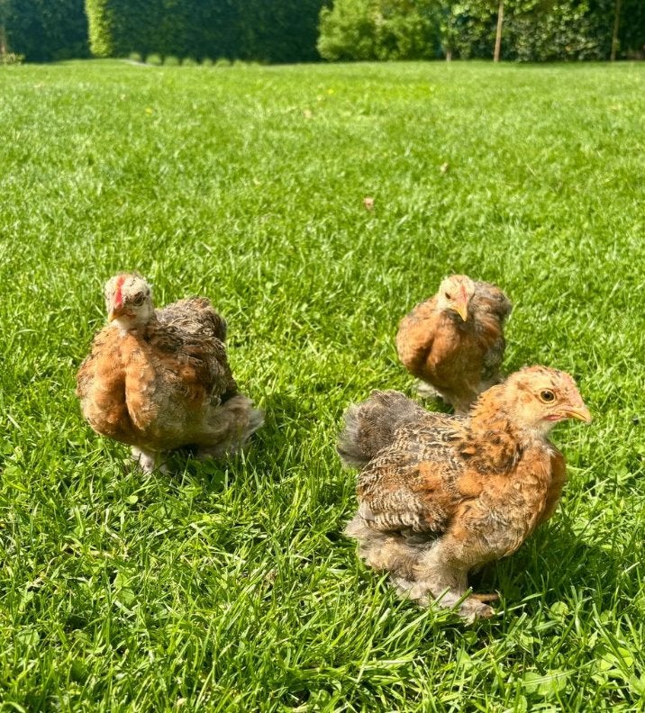 Gezonde haantjes te koop van 3 maanden oud., Dieren en Toebehoren, Pluimvee, Mannelijk, Kip