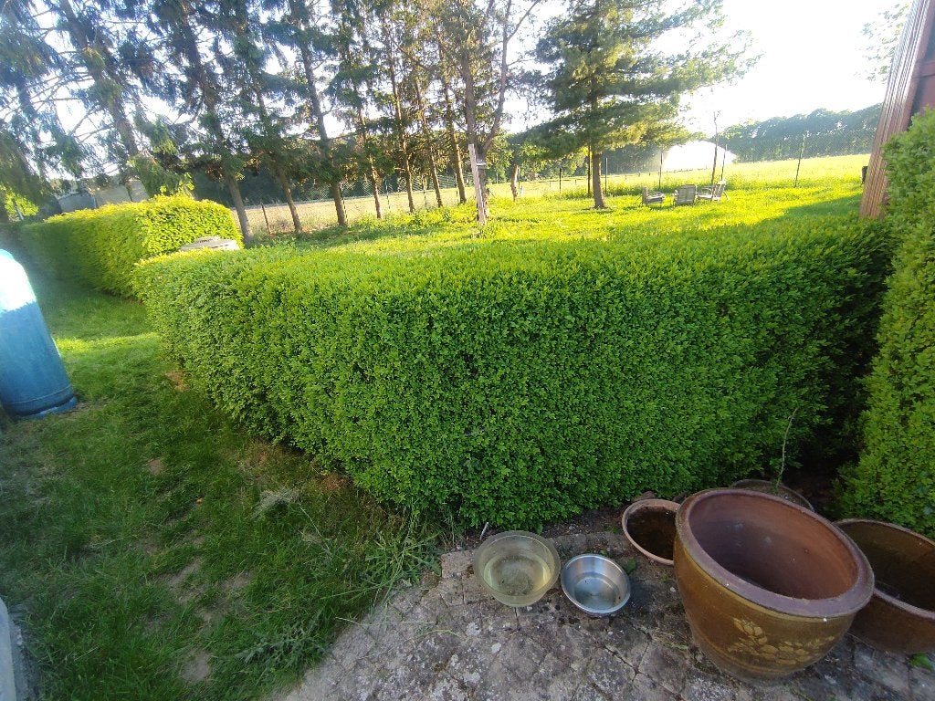 Buxus, Ophalen, Buxus, Haag, 100 tot 250 cm