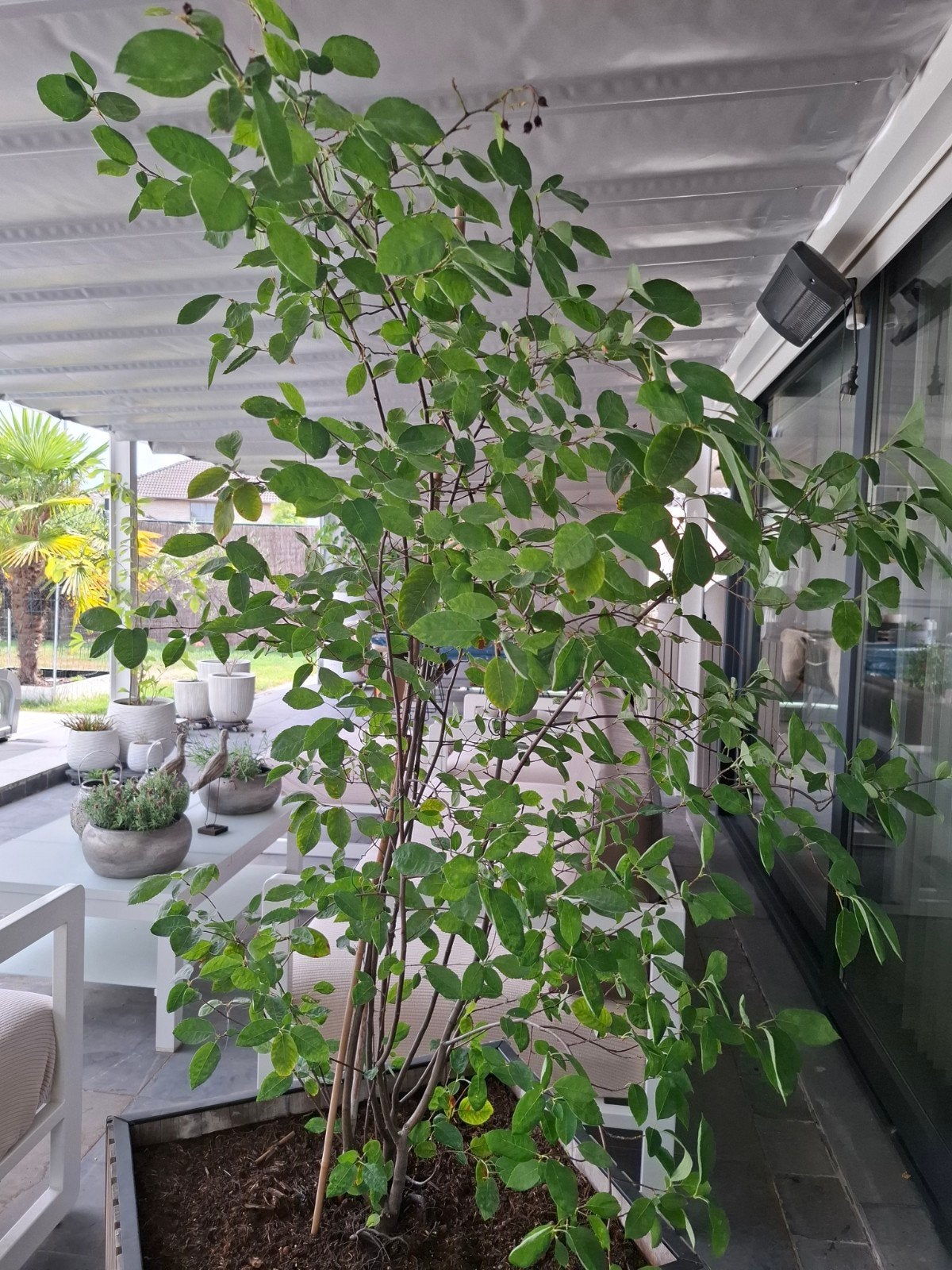 Krentenboom amelanchier meerstammig 100€., Ophalen, Zomer, 100 tot 250 cm
