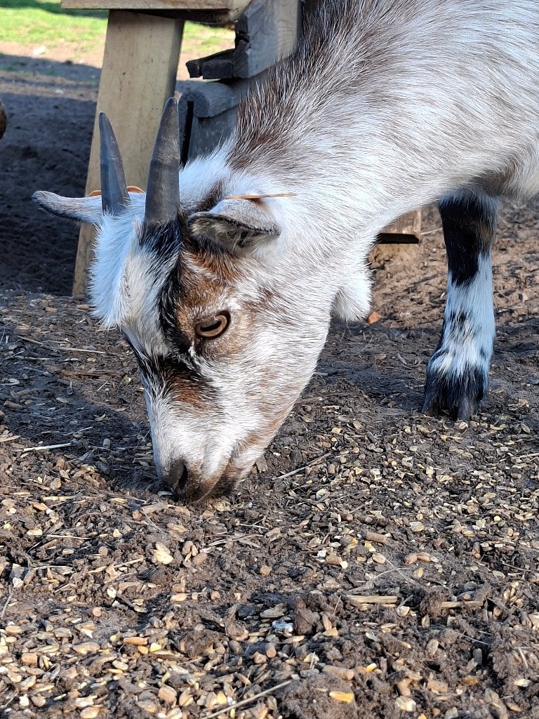 Geit mieke, Femelle, Chèvre, 0 à 2 ans