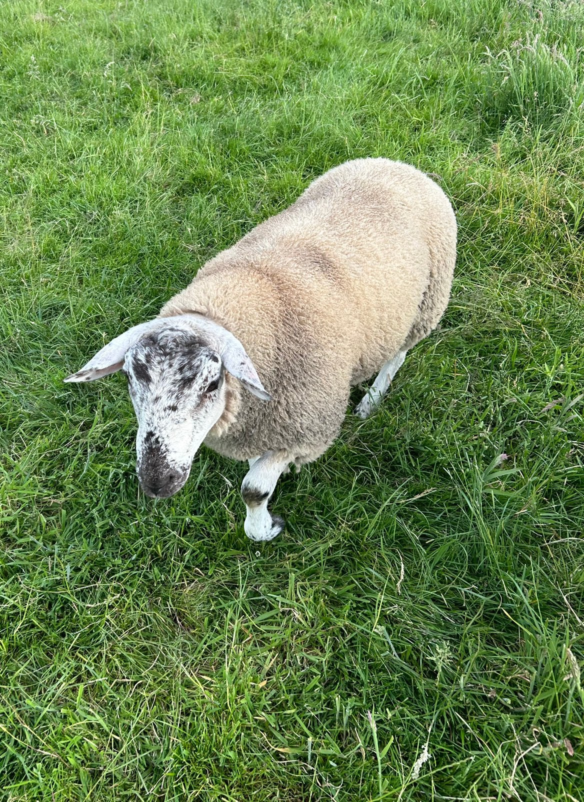 Dekram, Dieren en Toebehoren, Schapen, Geiten en Varkens, Mannelijk, Schaap, 0 tot 2 jaar