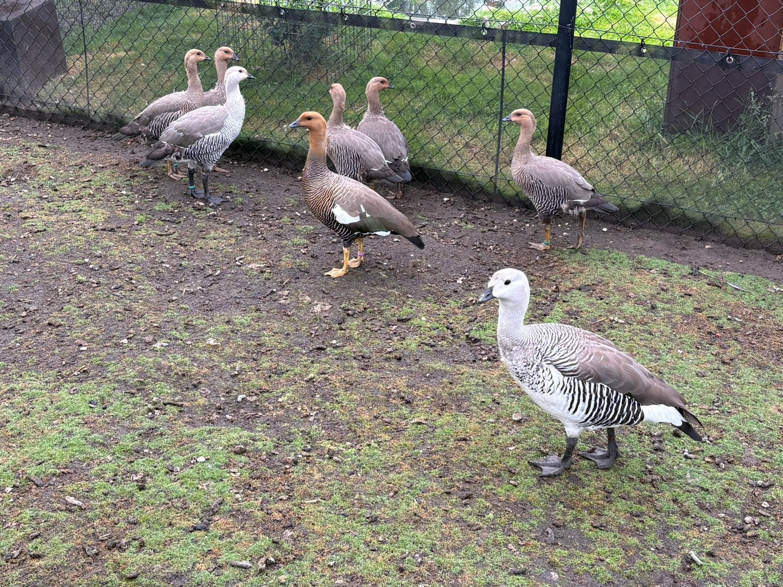 Grote Magelhaenganzen, Animaux & Accessoires, Volatiles, Plusieurs animaux, Oie ou Cygne