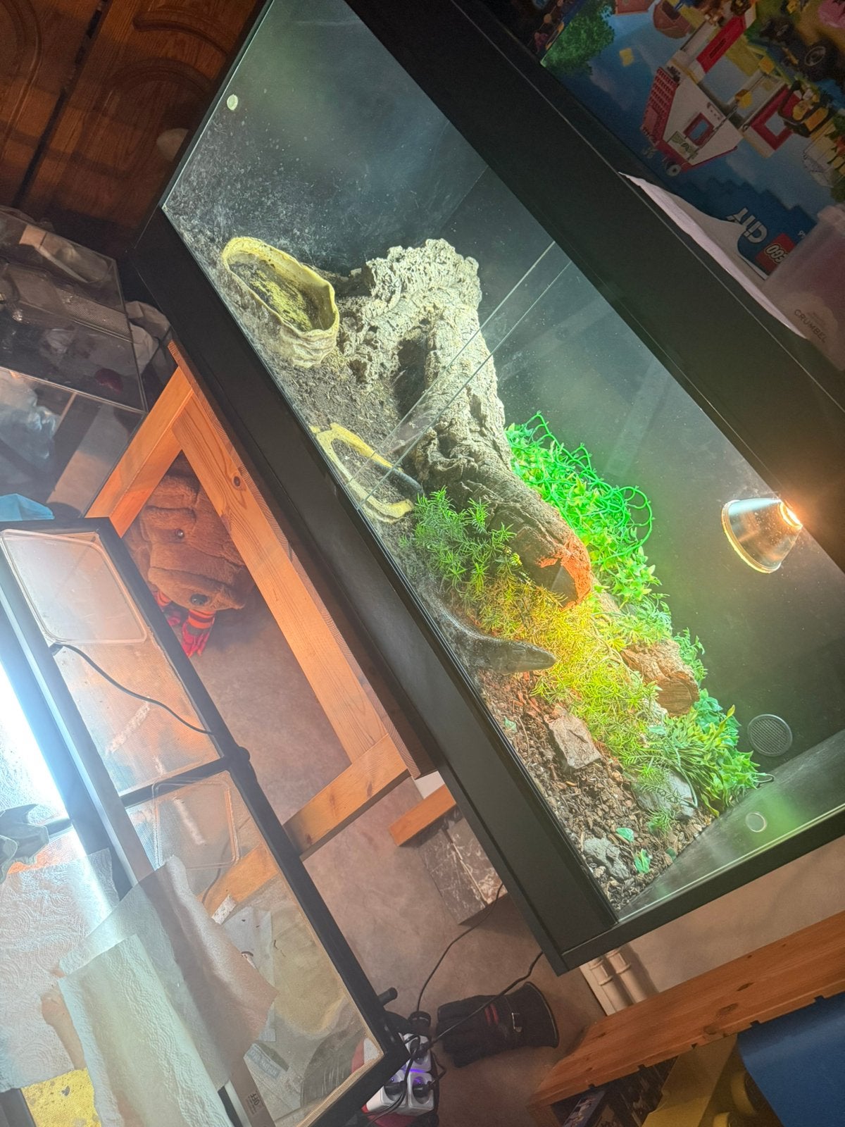 prachtige Blauwtongskink., Dieren en Toebehoren, Ophalen, Gebruikt, Verlichting