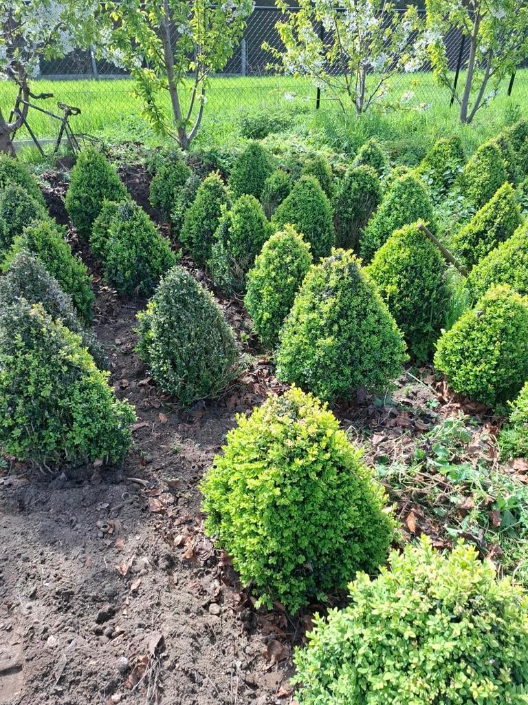 Buxus 10 plus 1 gratis, Enlèvement, Buis