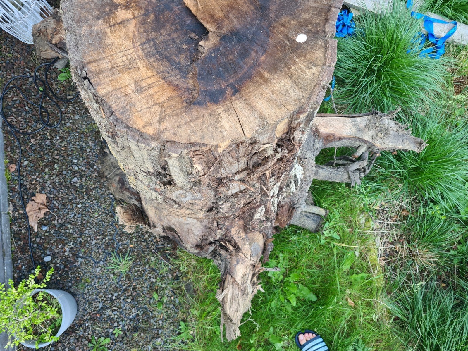 Boomstronk, Tuin en Terras, Ophalen