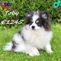 Keesje Toby – Een bolletje zachtheid en energie, Dieren en Toebehoren, Keeshond, 15 weken tot 1 jaar, Buitenland, CDV (hondenziekte)