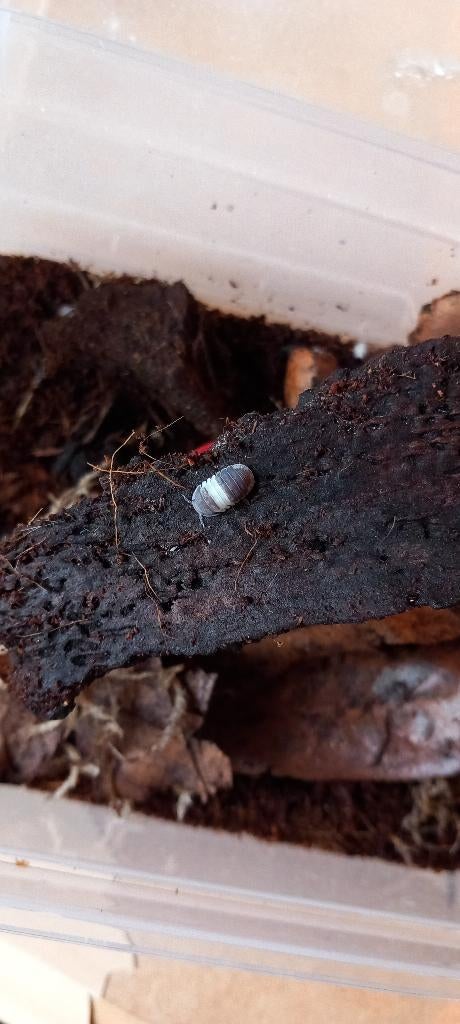 Cubaris sp "Panda King" isopods, Dieren en Toebehoren, Overige soorten