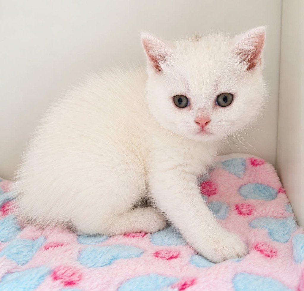 Brits Korthaar kitten, Dieren en Toebehoren, Kater, Met stamboom, 0 tot 2 jaar