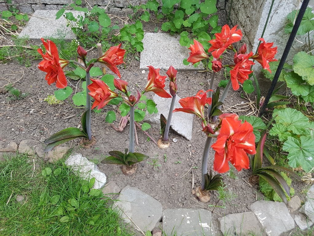 Bulbes d'amarylis, Tuin en Terras, Bloembollen en Zaden, Ophalen of Verzenden, Gehele jaar, Volle zon, Bloembol