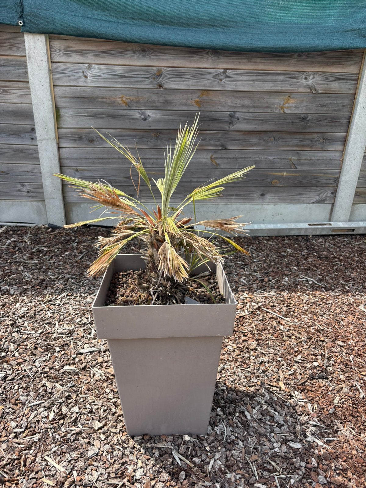 Palmboom met pot, Ophalen