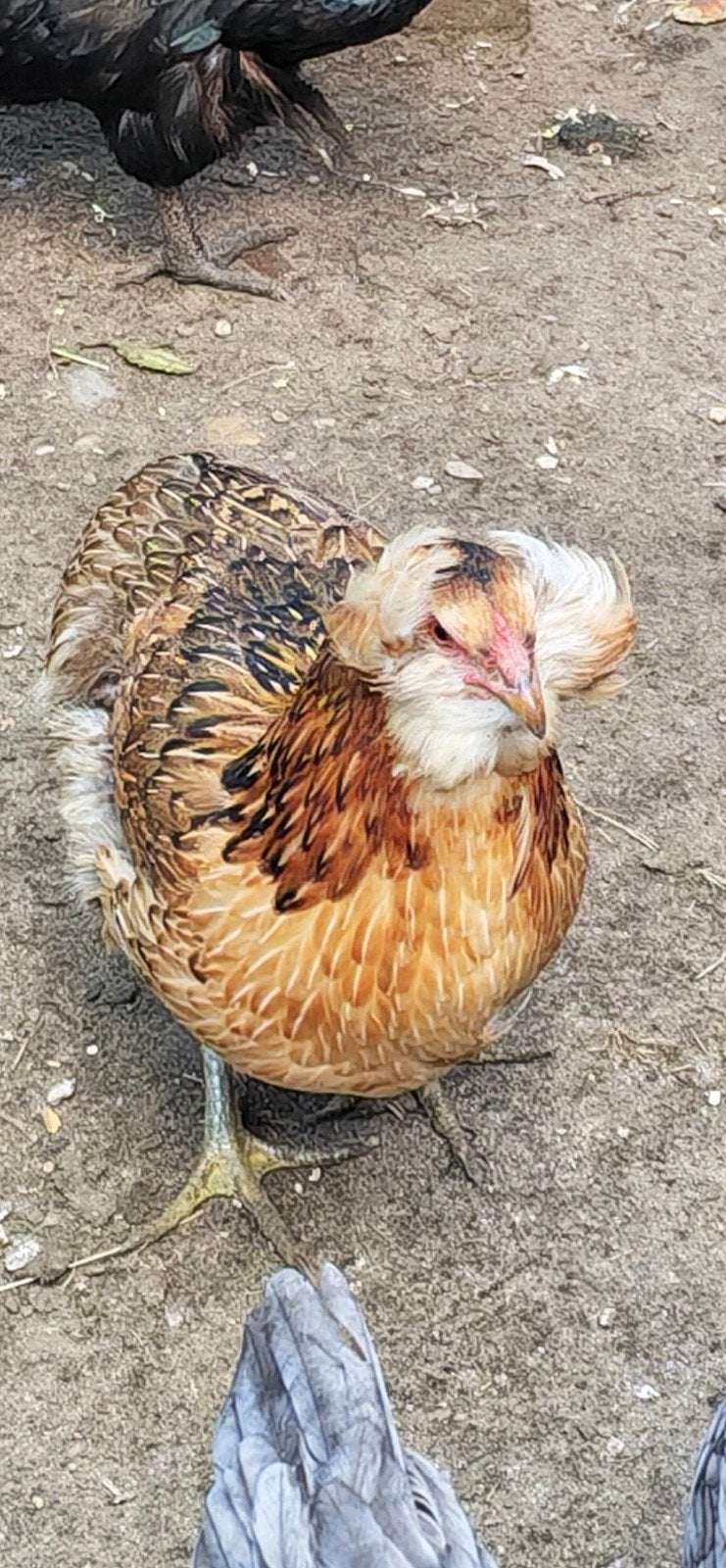 Hen Araucana