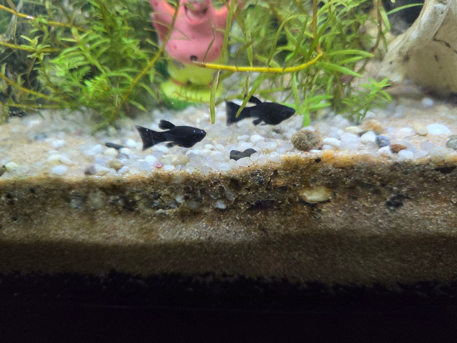 Molly noirs gratuits, Poisson, Poisson d'eau douce