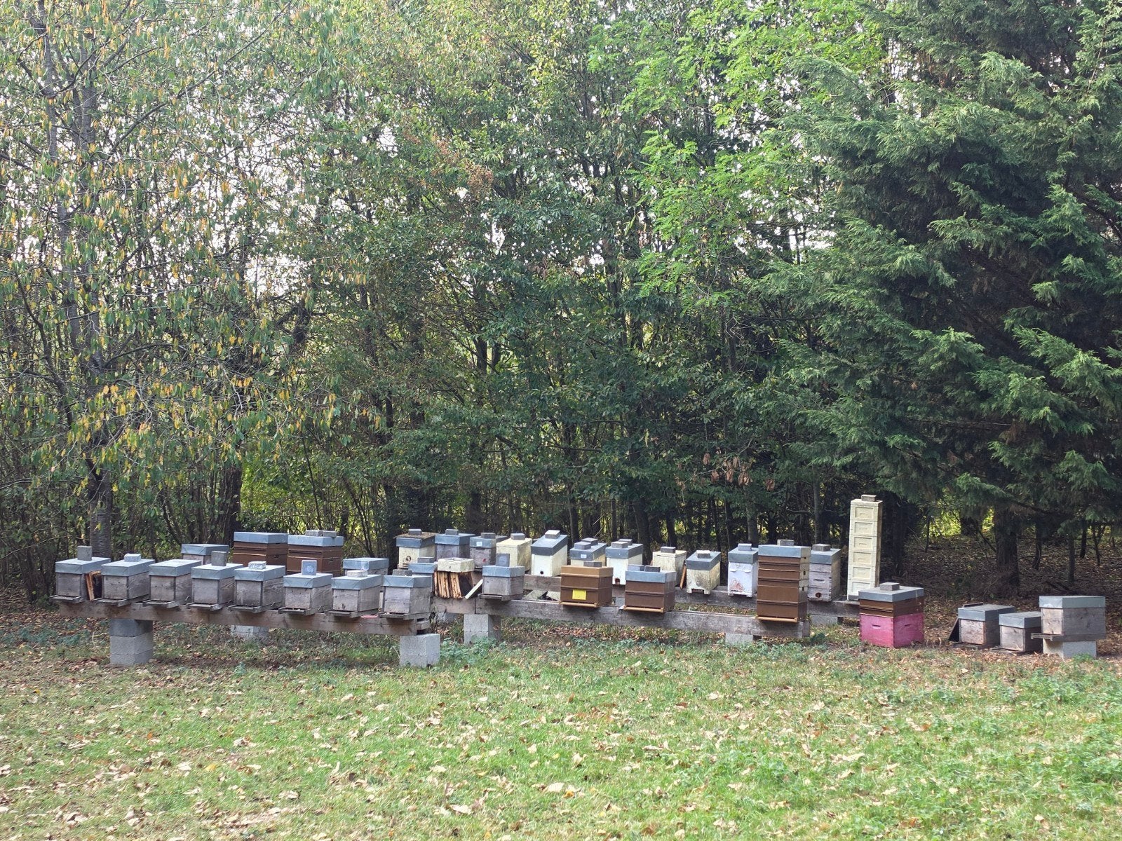 essaims d'abeilles buckfast et carnica a vendre, Enlèvement ou Envoi