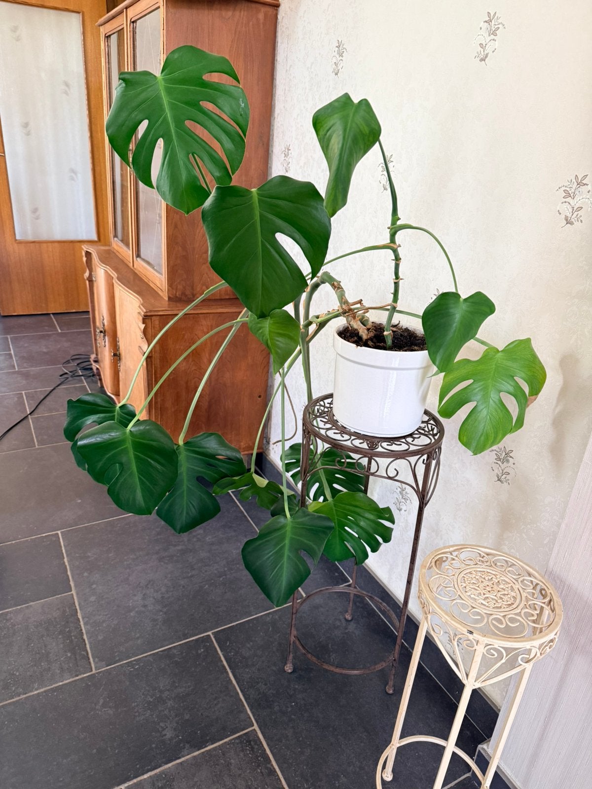 Monstera plant, Enlèvement
