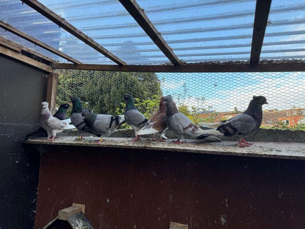 Pigeons.