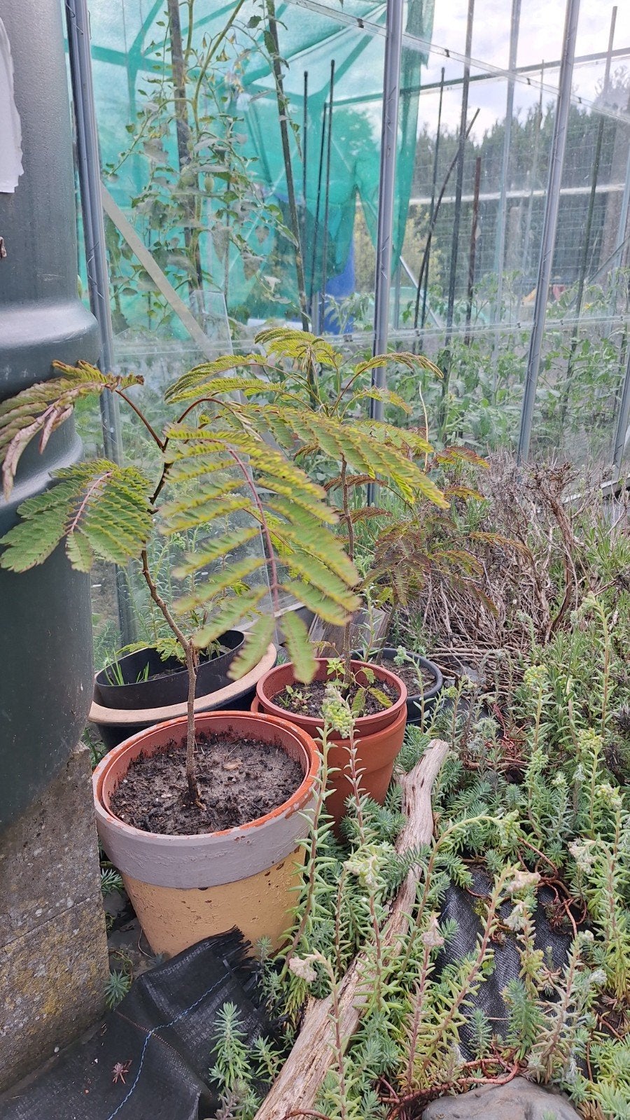 Albizia, Tuin en Terras, Planten | Bomen, Ophalen
