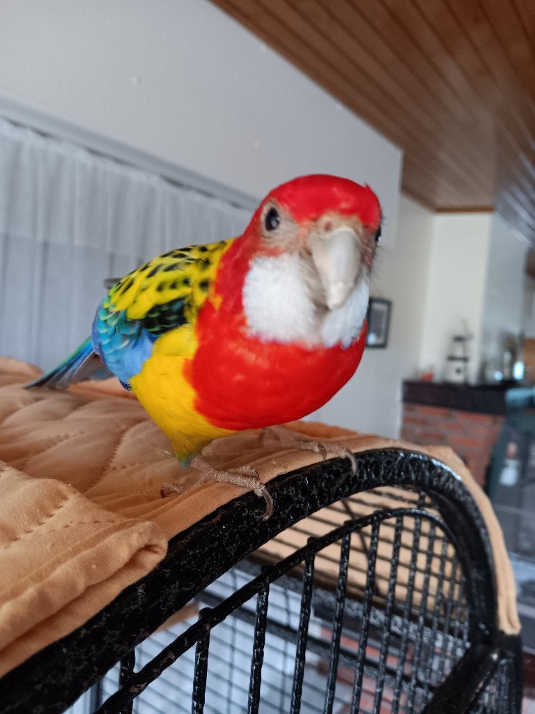 Rozella couleur sauvage 2025 cerclée, Plusieurs animaux, Perruche, Bagué