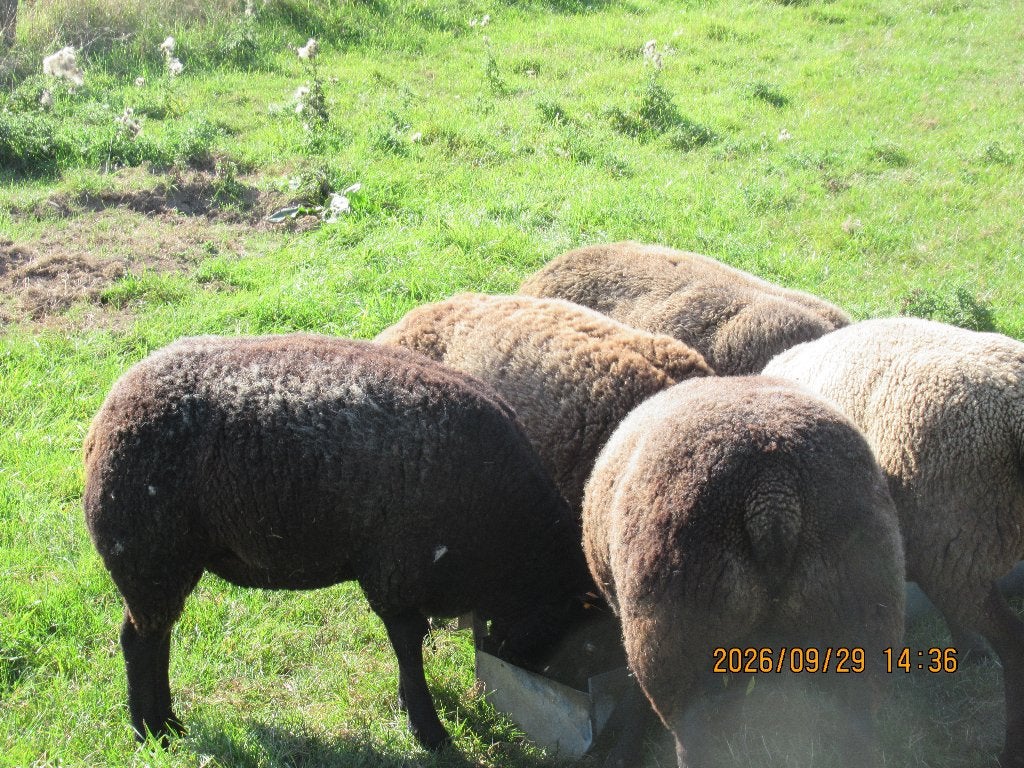 animaux, Mouton, 0 à 2 ans
