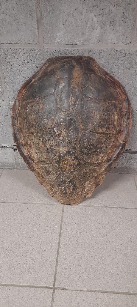 carapace, Enlèvement ou Envoi