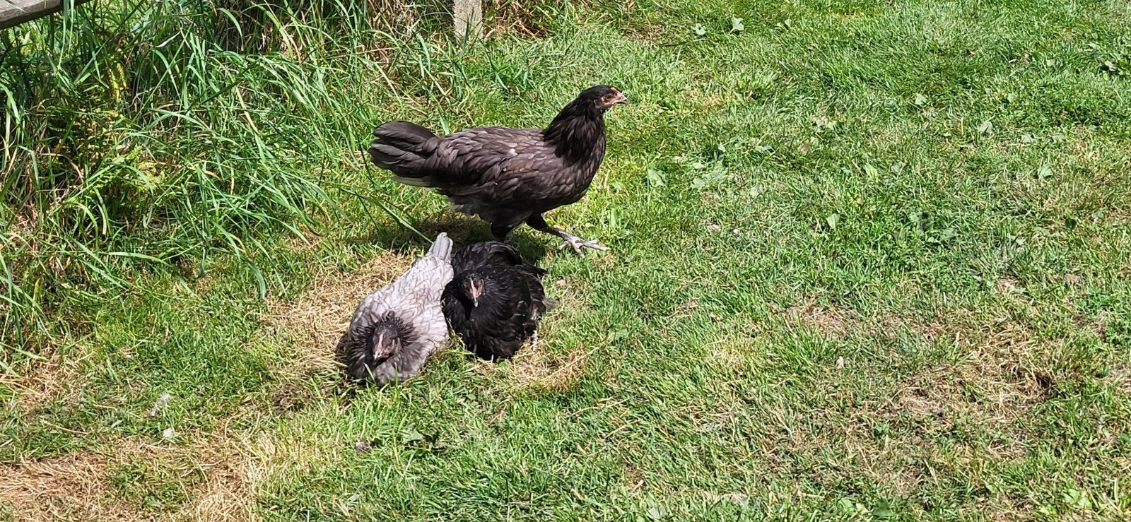 Te koop: 3 grijze hennen, Maart, Vrouwelijk