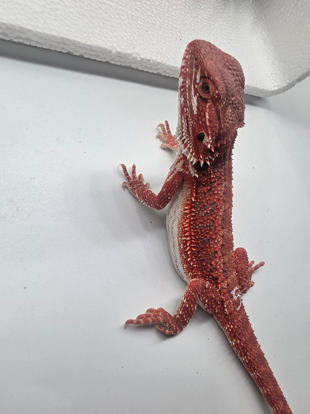 red monster, hypo, man