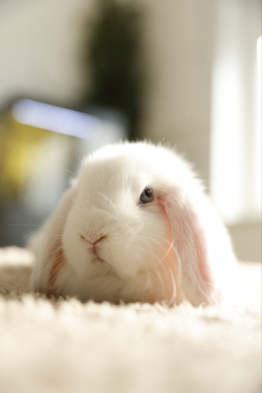 "Accessoire" lapin bélier hollandais, Animaux & Accessoires, Enlèvement