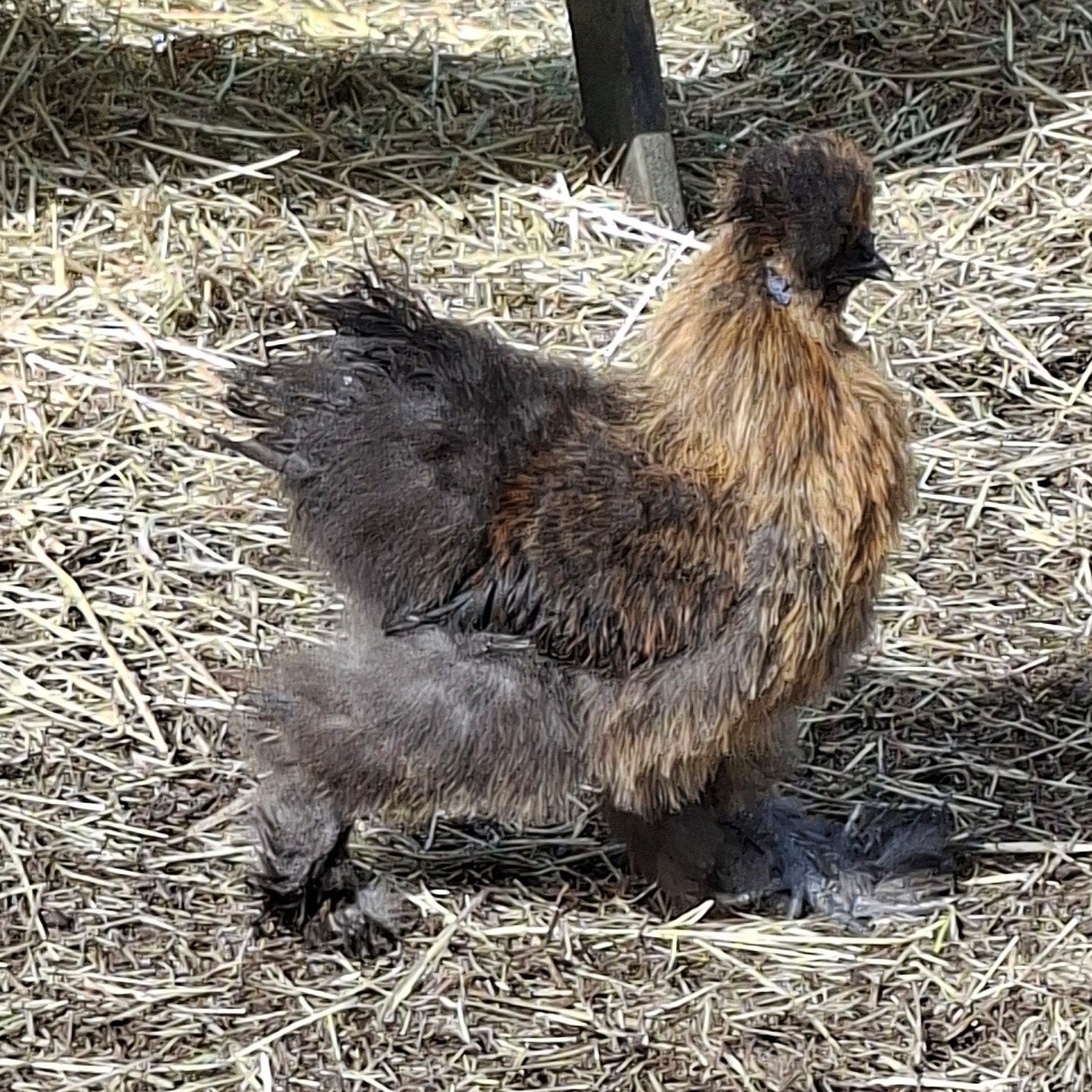 Raszuivere zijdehoen haan – gratis af te halen, Mâle, Poule ou poulet