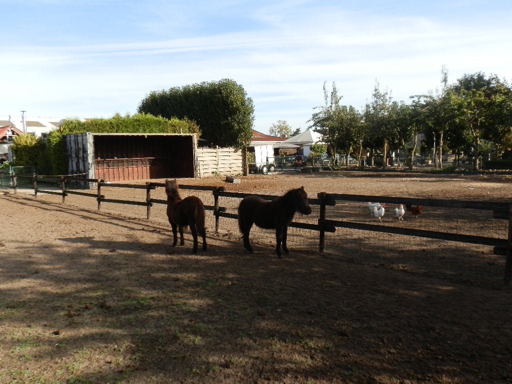 shetland ponys, Met stamboom, Niet van toepassing, 0 tot 2 jaar, Hengst