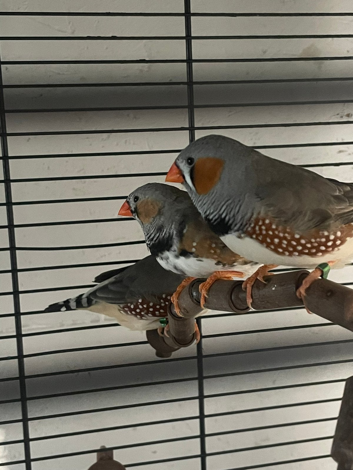 Zebravinken, Animaux & Accessoires, Oiseaux | Oiseaux Autre, Mâle