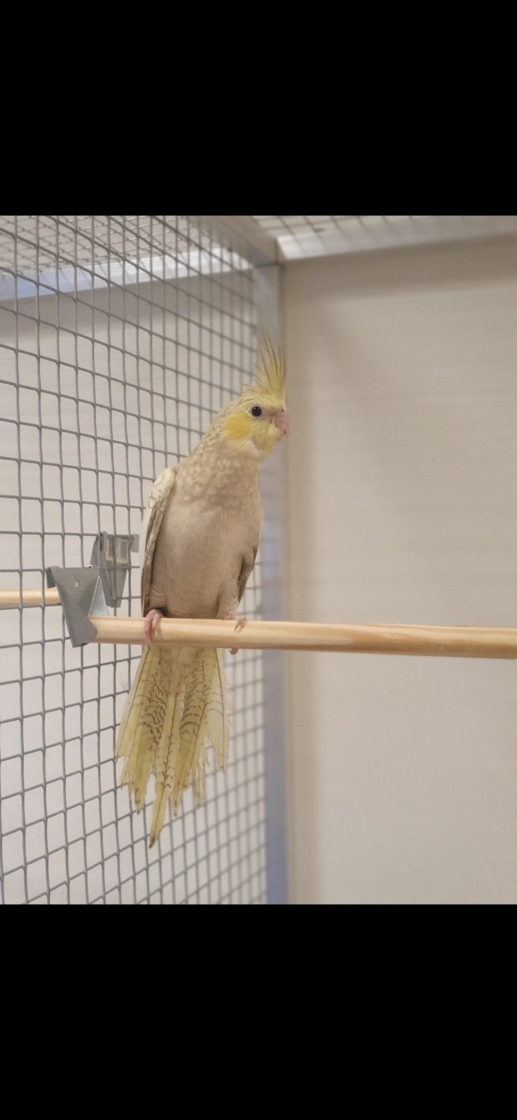 Bonjour, je cherche un jeune perroquet calopsitte, Animaux & Accessoires, Perroquet