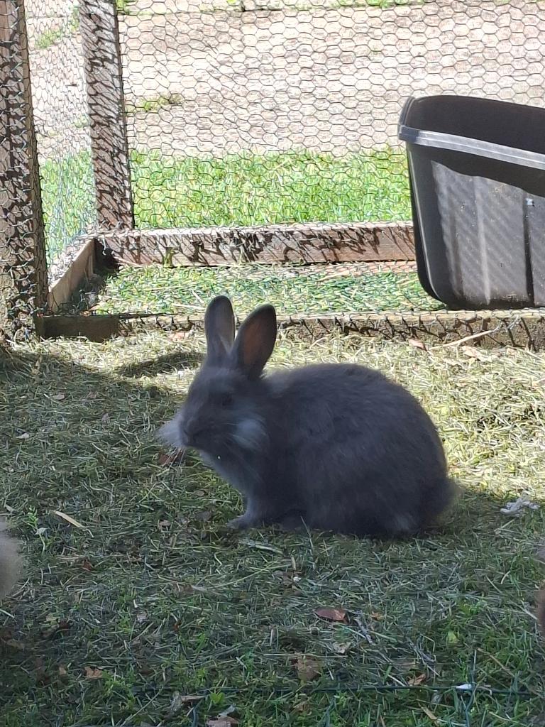 Konijntje, Dieren en Toebehoren, Konijnen, Meerdere dieren, Klein, 0 tot 2 jaar
