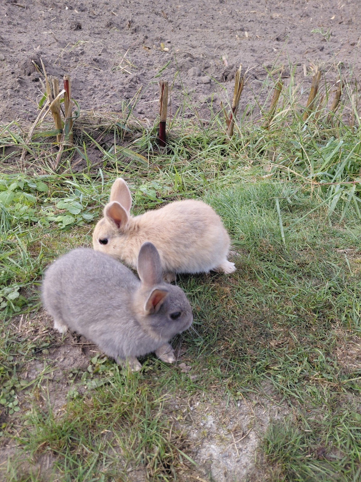 Dwergkonijntjes te koop, Mannelijk, Dwerg