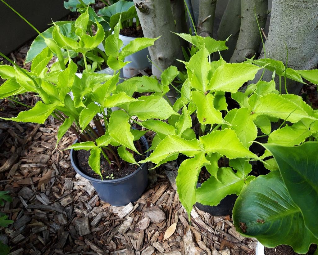 Groene draak - Pinellia ternata, Tuin en Terras, Planten | Tuinplanten, Ophalen, Zomer, Vaste plant, Volledige schaduw