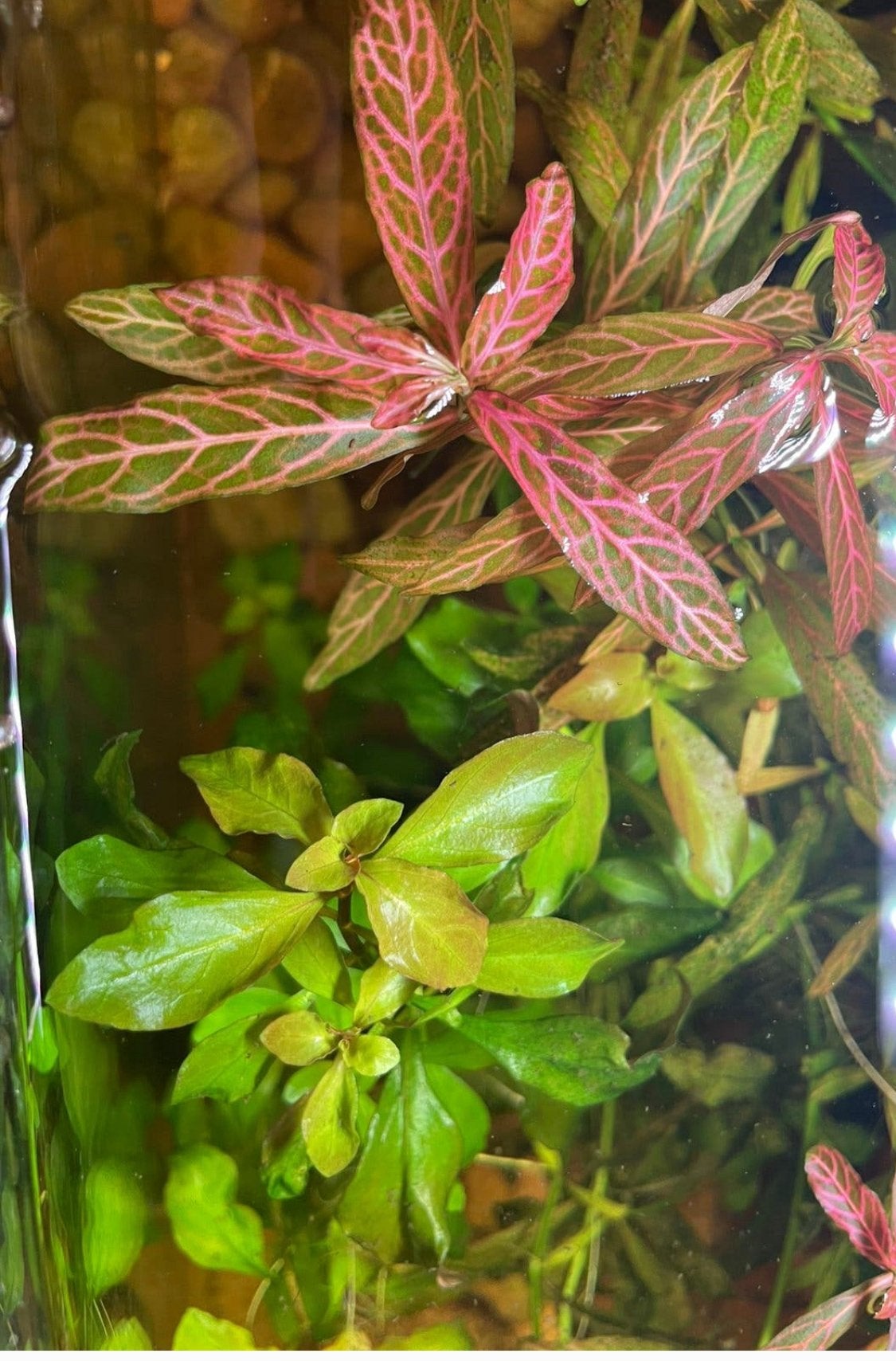 Gemakkelijke aquarium planten, Ophalen, Zo goed als nieuw