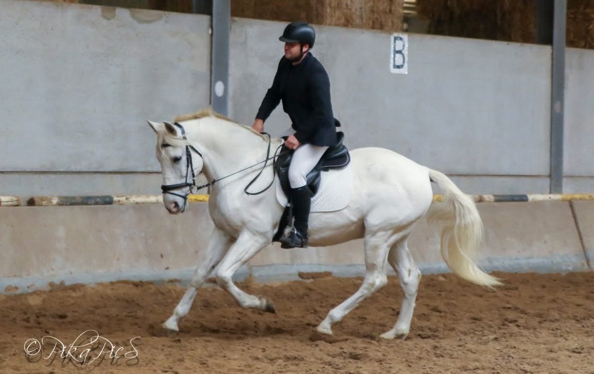 Pre ruin, Dieren en Toebehoren, Met stamboom, Ruin, Dressuurpaard, 160 tot 165 cm